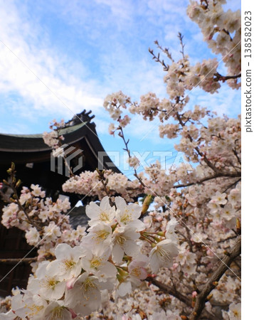 The Nirvana Cherry Tree (Meishoji Cherry Tree) blooming on the grounds of Zentsuji Temple, the head temple of the Kagawa sect, in Zentsuji City, Kagawa Prefecture. The Nirvana Cherry Tree (Meishoji Cherry Tree) blooming on the grounds of Zentsuji Temple, the head temple of the Kagawa sect, in Zentsuji City, Kagawa Prefecture. 138582023