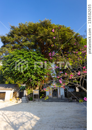 Hamamoto, Motobu Town, Kunigami District, Okinawa Prefecture: A banyan tree called Anma Fuchukuru (Mother's Bosom) and Hamamoto Shrine on the grounds of the community center. Hamamoto, Motobu Town, Kunigami District, Okinawa Prefecture: A banyan tree called Anma Fuchukuru (Mother's Bosom) and Hamamoto Shrine on the grounds of the community center. 138582035