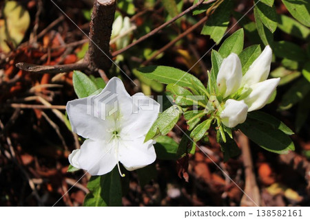 Close-up of a white azalea Close-up of a white azalea 138582161