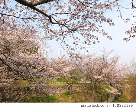 香川縣善通寺市五學之里市民聚集山公園的櫻花 香川縣善通寺市五學之里市民聚集山公園的櫻花 138582189