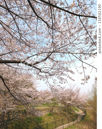 香川縣善通寺市五學之鄉市民聚集山公園的櫻花 2 香川縣善通寺市五學之鄉市民聚集山公園的櫻花 2 138582190