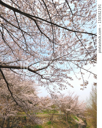 Cherry blossoms at Gogaku-no-Sato Citizens' Gathering Hill Park in Zentsuji City, Kagawa Prefecture 138582191