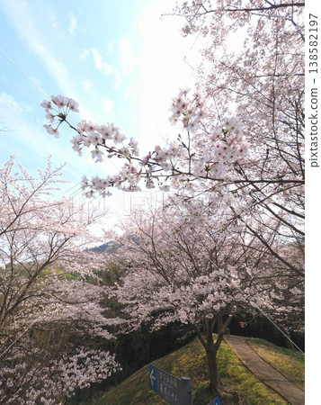 香川縣善通寺市五學之里市民聚集山公園的櫻花 香川縣善通寺市五學之里市民聚集山公園的櫻花 138582197