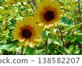 一片盛開的向日葵花田——一幅夏日景象。 138582207