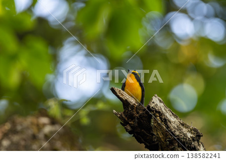 Narcissus Flycatcher in the light 138582241