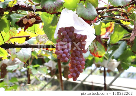 Grapes cultivated with all our heart and soul Grapes cultivated with all our heart and soul 138582262