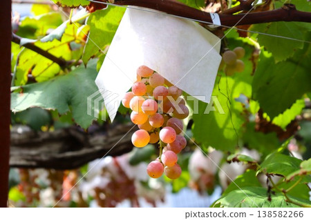 Grapes cultivated with all our heart and soul Grapes cultivated with all our heart and soul 138582266
