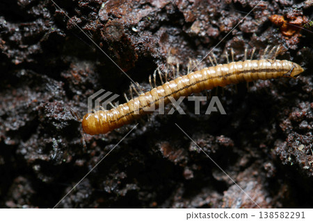 Soil organisms, including a millipede, found on the wet bark of a large Japanese tree (outdoor field animal macro photography). 138582291