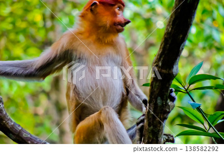 beautiful view of proboscis monkeys in the wild beautiful view of proboscis monkeys in the wild 138582292