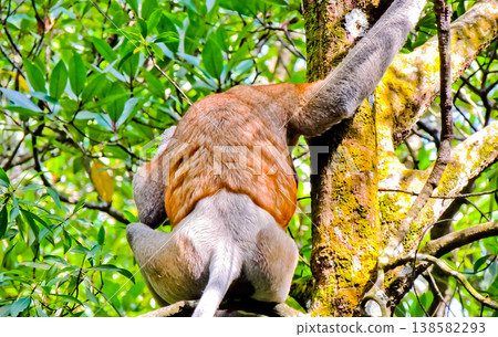 beautiful view of proboscis monkeys in the wild beautiful view of proboscis monkeys in the wild 138582293