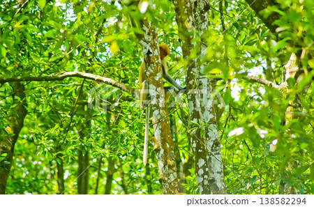 beautiful view of proboscis monkeys in the wild beautiful view of proboscis monkeys in the wild 138582294