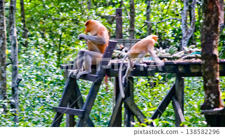 beautiful view of proboscis monkeys in the wild beautiful view of proboscis monkeys in the wild 138582296