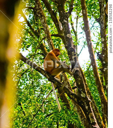 beautiful view of proboscis monkeys in the wild beautiful view of proboscis monkeys in the wild 138582298