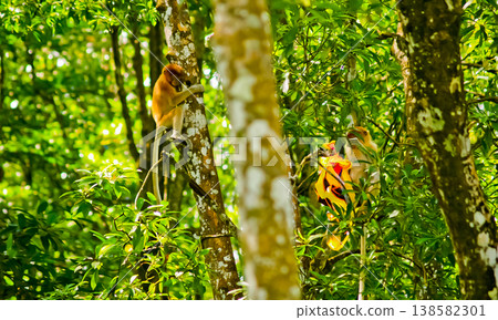 beautiful view of proboscis monkeys in the wild beautiful view of proboscis monkeys in the wild 138582301