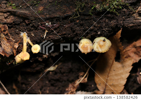 A beige-colored mushroom of the genus Hypholoma (Agaricales) found on the forest floor of a decaying Japanese woodland (macro photography of a wild fungus). A beige-colored mushroom of the genus Hypholoma (Agaricales) found on the forest floor of a decaying Japanese woodland (macro photography of a wild fungus). 138582426