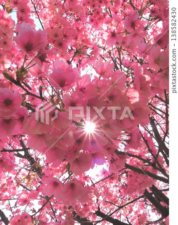 香川縣觀音寺市山田和平綠地陽光櫻花 2 138582430