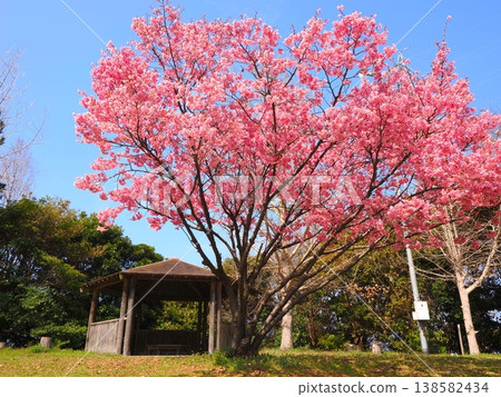 山田風愛綠地的橫櫻，香川縣觀音寺市 3 138582434