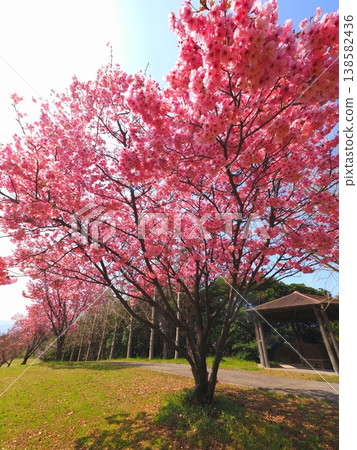香川縣觀音寺市山田和平綠地的橫須賀櫻花 5 138582436