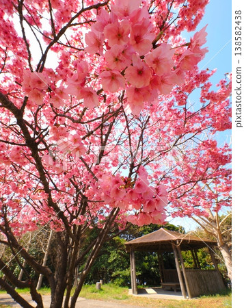 Sunshine Cherry Blossoms at Yamada Fureai Green Space, Kanonji City, Kagawa Prefecture 7 Sunshine Cherry Blossoms at Yamada Fureai Green Space, Kanonji City, Kagawa Prefecture 7 138582438