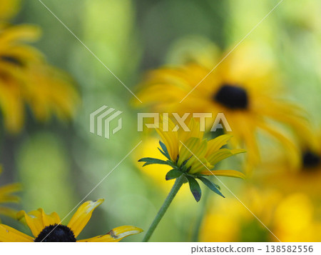 Cute yellow flowers that have just begun to bloom 138582556
