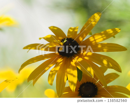 Rudbeckia flowers basking in the summer sun Rudbeckia flowers basking in the summer sun 138582560