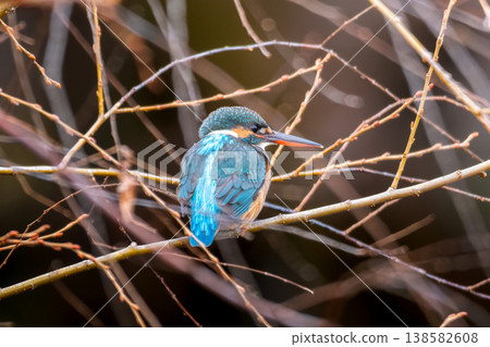 翠鳥棲息在樹枝上 翠鳥棲息在樹枝上 138582608
