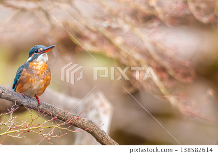 Kingfisher perched on a branch, copy space Kingfisher perched on a branch, copy space 138582614