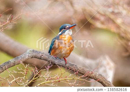Kingfisher perching on a branch Kingfisher perching on a branch 138582616
