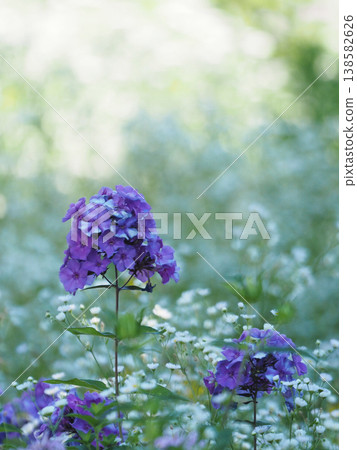 Purple Oiran flower among white flowers 138582626
