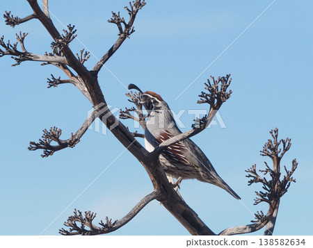 A unique male Red-crowned Quail perched on a tree. A unique male Red-crowned Quail perched on a tree. 138582634