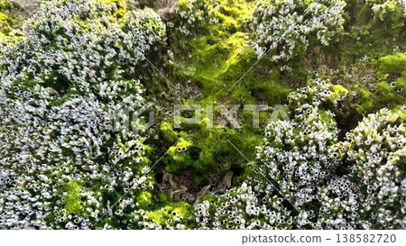 Coastal Greenery Panorama. Rock Formations Amid Lush Flora. Vivid Landscape Of Plants And Rocky Terrain. Scarred Terrain Covered With Diverse Foliage And Weathered Stones Coastal Greenery Panorama. Rock Formations Amid Lush Flora. Vivid Landscape Of Plants And Rocky Terrain. Scarred Terrain Covered With Diverse Foliage And Weathered Stones 138582720