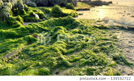 Moss Carpet Illuminated By Warm Light, Low Tide Vista Showing Dense Green Growth Over Rocks, Gentle Reflections And Sunlit Textures For Environmental And Travel Storytelling 138582722