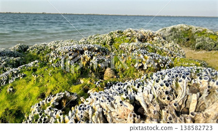 Coastal Stone Formations Covered With Marine Life. Exquisite Closeup Of Ocean Rocks Densely Populated With Crusts And Green Algae Relevant For Ecological Examination 138582723