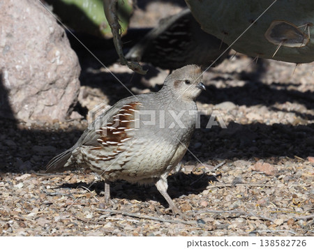 A female Red-headed Quail walking on sandy ground. A female Red-headed Quail walking on sandy ground. 138582726