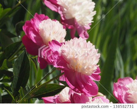 The peony flower, with its beautiful contrast of dark pink and light pink hues. 138582731