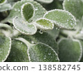 可愛的毛氈狀多肉植物，上面有水滴 138582745