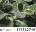 雨後，多肉植物上掛滿了雨滴。 138582746