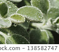 一株多肉植物的特寫，上面掛著水珠。 138582747