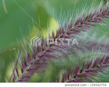 Pennisetum with purple spikes Pennisetum with purple spikes 138582750