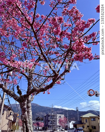 Sky and cherry tree Sky and cherry tree 138582884