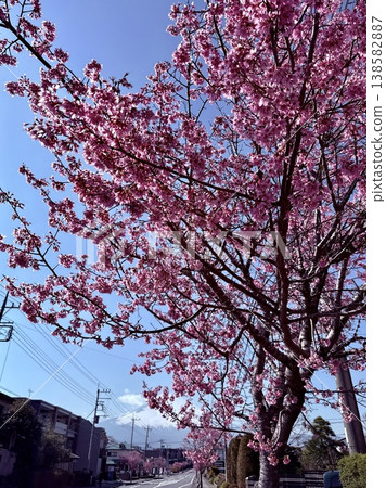 Cherry blossoms and Mt. Fuji against the blue sky Cherry blossoms and Mt. Fuji against the blue sky 138582887