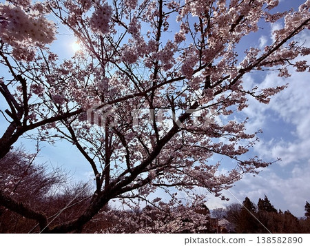 Sakura that shines in the blue sky Sakura that shines in the blue sky 138582890