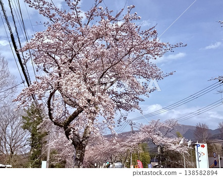 Cherry blossoms in full bloom blooming along the road Cherry blossoms in full bloom blooming along the road 138582894