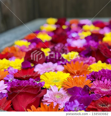 三月的彩色花洗(玫瑰和非洲菊)<須鄉神社/愛知縣岡崎市> 三月的彩色花洗(玫瑰和非洲菊)<須鄉神社/愛知縣岡崎市> 138583082