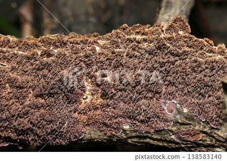 一叢紅褐鹿茸（Platycerium erythrosora）的菌絲呈深褐色，像牙齒一樣突出，覆蓋著一整棵倒下的樹（一種天然真菌的細長、牙齒狀的微距照片）。 138583140