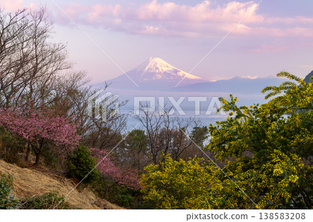 靜岡縣沼津市伊達:日出時分,富士山白雪皚皚,映襯著駿河灣,山坡上生長著含羞草和早春盛開的河津櫻花。 靜岡縣沼津市伊達:日出時分,富士山白雪皚皚,映襯著駿河灣,山坡上生長著含羞草和早春盛開的河津櫻花。 138583208