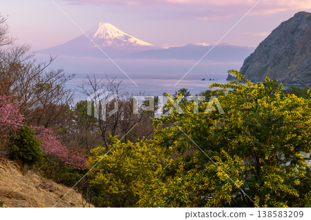 靜岡縣沼津市伊達:日出時分,富士山白雪皚皚,映襯著駿河灣,山坡上生長著含羞草和早春盛開的河津櫻花。 靜岡縣沼津市伊達:日出時分,富士山白雪皚皚,映襯著駿河灣,山坡上生長著含羞草和早春盛開的河津櫻花。 138583209