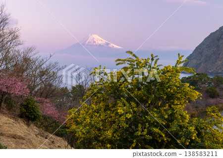靜岡縣沼津市伊達:日出時分,富士山白雪皚皚,映襯著駿河灣,山坡上生長著含羞草和早春盛開的河津櫻花。 靜岡縣沼津市伊達:日出時分,富士山白雪皚皚,映襯著駿河灣,山坡上生長著含羞草和早春盛開的河津櫻花。 138583211