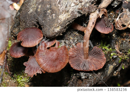 Purple-brown *Lactarius deliciosus* mushrooms on a damp forest floor (with gills and stems - macro photography of mushrooms in their natural environment) Purple-brown *Lactarius deliciosus* mushrooms on a damp forest floor (with gills and stems - macro photography of mushrooms in their natural environment) 138583236