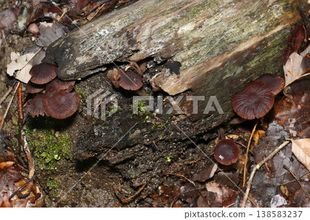 In spring in Japan, dark brown *Lactarius deliciosus* mushrooms grow on the damp, decaying wood floor (macro photography of fungi in their natural environment). In spring in Japan, dark brown *Lactarius deliciosus* mushrooms grow on the damp, decaying wood floor (macro photography of fungi in their natural environment). 138583237